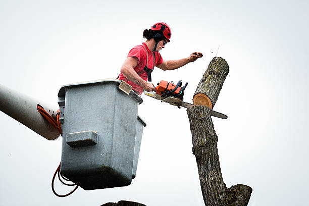 Manatee Road, FL Tree Care Company