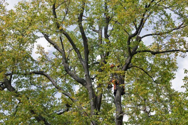 How Our Tree Care Process Works  in  Manatee Road, FL